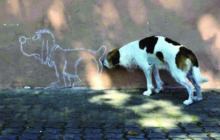 Decoding Strange & Interesting Dog Behaviors    By Dr. Scotty Gibbs