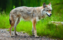 Coyote Expansion into Holly Springs  - Friends or Menace?