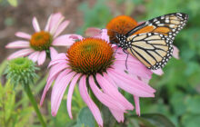 Holly Springs, Part of the Monarch Butterfly Super Highway