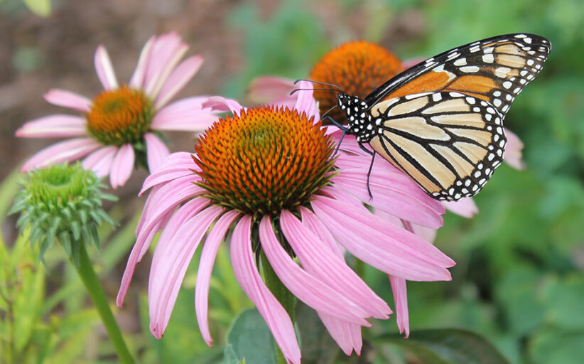 Holly Springs, Part of the Monarch Butterfly Super Highway