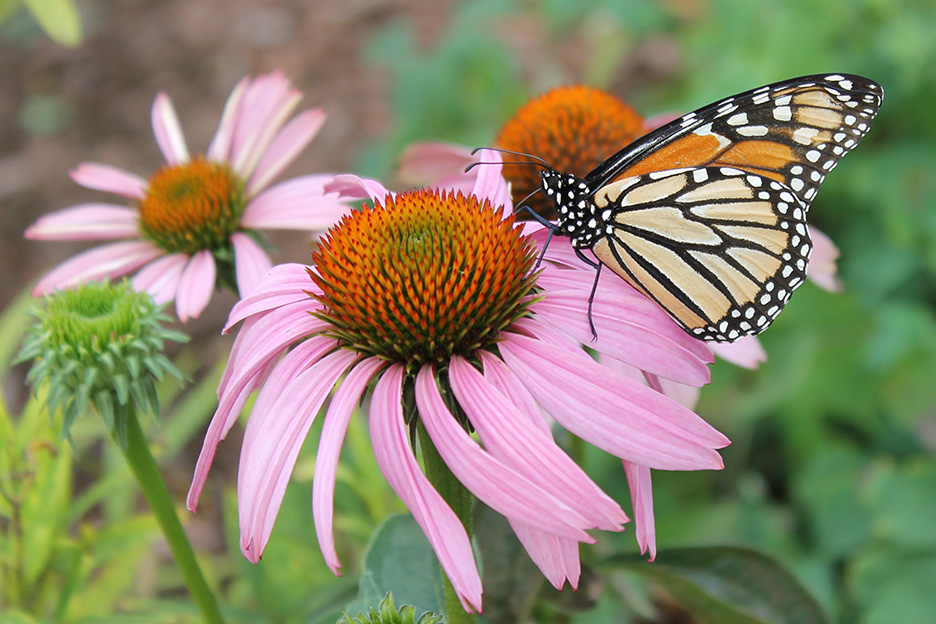 Holly Springs, Part of the Monarch Butterfly Super Highway