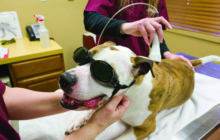 Laser Therapy for Pets. CONTROL THE PAIN!    By Shaylene Snyder, DVM