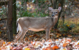 Human and Wildlife Interactions: State Expert Offers Simple Dos and Don’ts