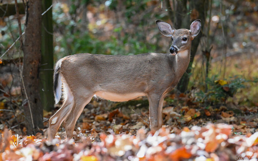 Human and Wildlife Interactions: State Expert Offers Simple Dos and Don’ts