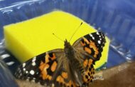 Buckhorn Creek Elementary Students Put Pollinator Education to Good Use