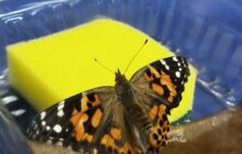 Buckhorn Creek Elementary Students Put Pollinator Education to Good Use