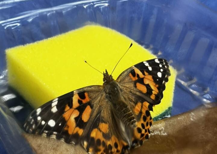 Buckhorn Creek Elementary Students Put Pollinator Education to Good Use
