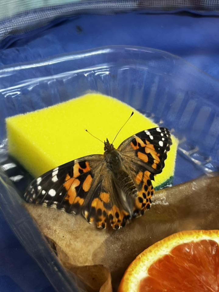 Buckhorn Creek Elementary Students Put Pollinator Education to Good Use