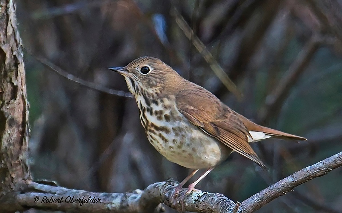 The Great Backyard Bird Count