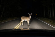 Nature versus Vehicle: