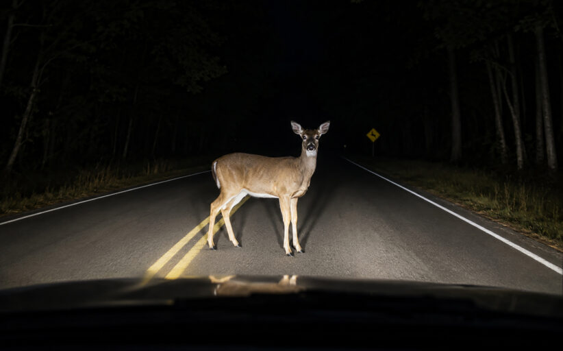 Nature versus Vehicle: