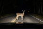 Nature versus Vehicle: